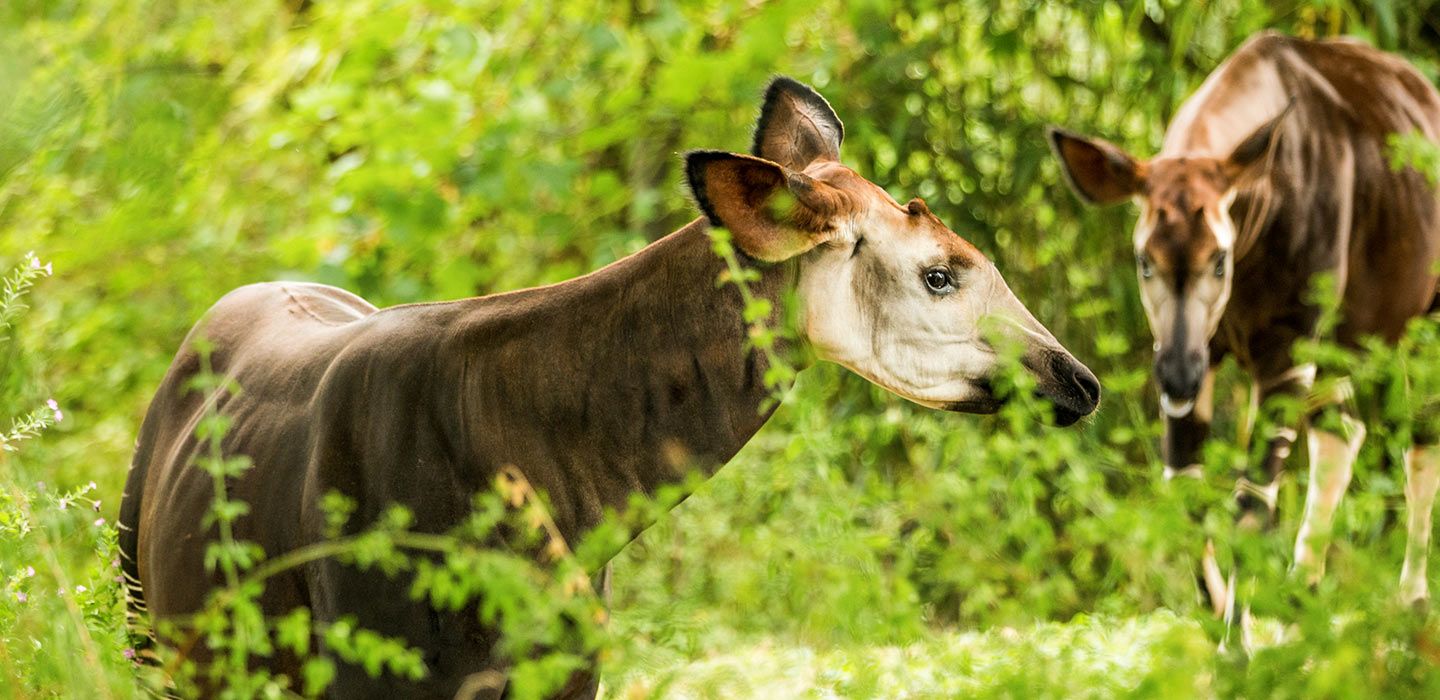 Kibale National Park Guide